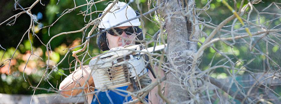 Tree removal west auckland