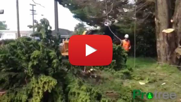 protree tree pruning